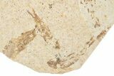 Fossil Fish (Knightia) Mortality Plate - Wyoming #339044-2